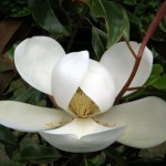 Magnolia Magnolia Blossom