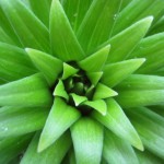 Daylily Daylily