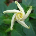 Datura Stramonium Jimson Weed
