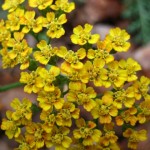 Yarrow Yarrow