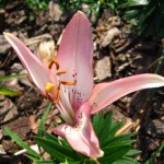 Daylily Daylily