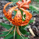 Candelabra lily Candelabra lily