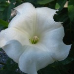 Datura Stramonium Datura Stramonium