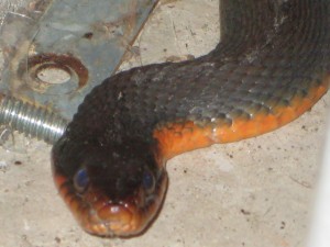 Snake in the Garage